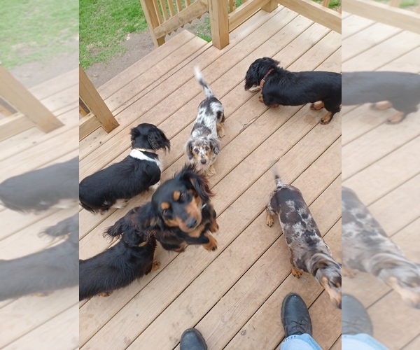 Medium Photo #1  Breeder Profile in HALF WAY, MO, USA
