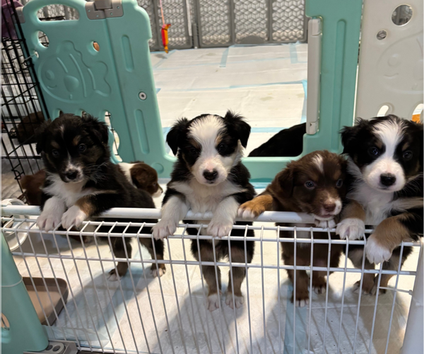 Medium Photo #1  Breeder Profile in OLD LYME, CT, USA