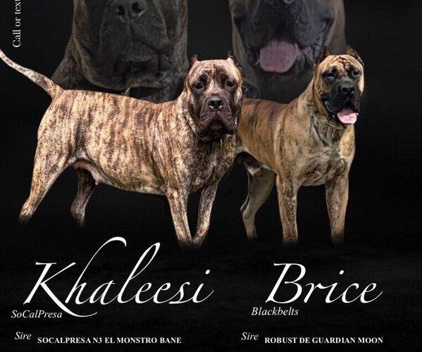 Medium Photo #1  Breeder Profile in LOUISVILLE, KY, USA