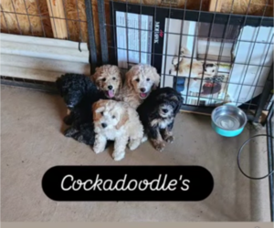 Cockapoo (Miniature) Dog Breeder near FITZGERALD, GA, USA