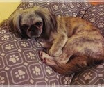 Small Photo #7  Breeder Profile in FANNING SPGS, FL, USA