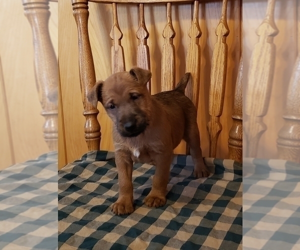 Medium Photo #6  Breeder Profile in WATERLOO, NY, USA