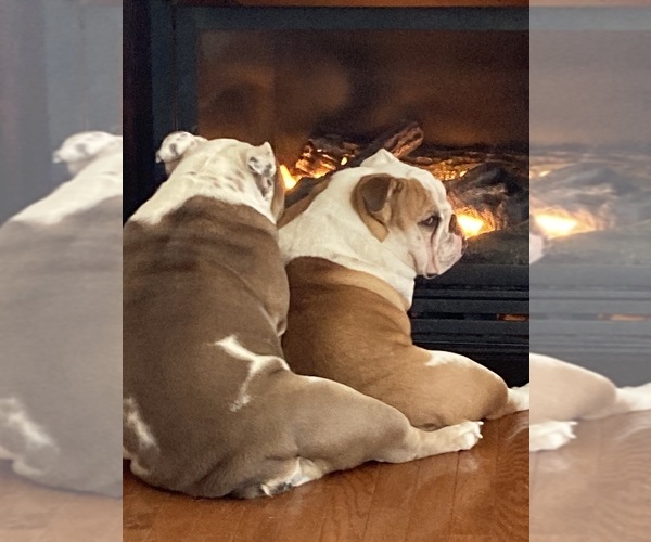 Medium Photo #6  Breeder Profile in SMITHS GROVE, KY, USA