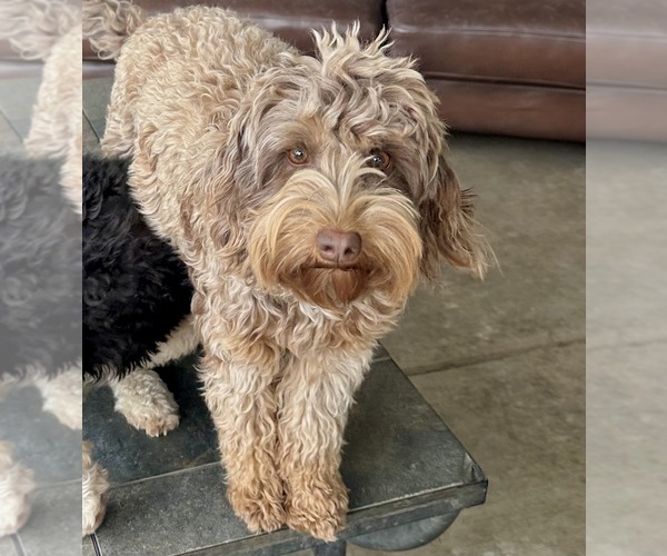 Medium Photo #27  Breeder Profile in BAKERSFIELD, CA, USA