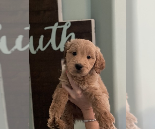 Medium Photo #1  Breeder Profile in MARIETTA, GA, USA