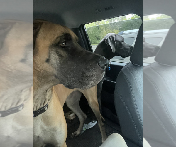 Medium Photo #4  Breeder Profile in LANGHORNE, PA, USA