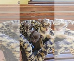 Small #6 Breeder Profile image