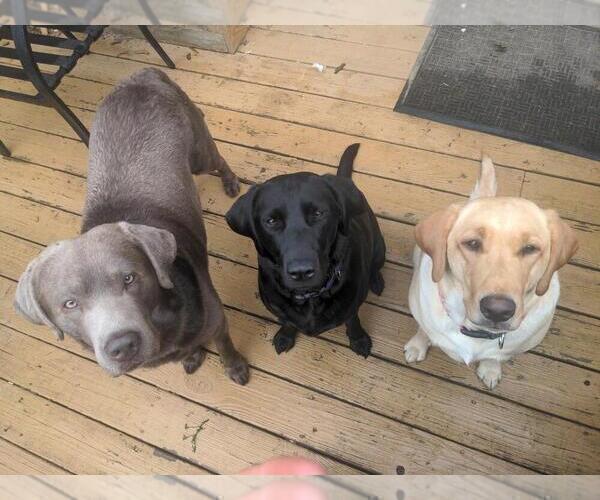 Medium Photo #3  Breeder Profile in EDINBURG, VA, USA