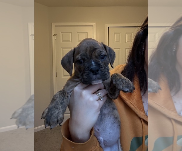 Medium Photo #10  Breeder Profile in MENTOR, OH, USA