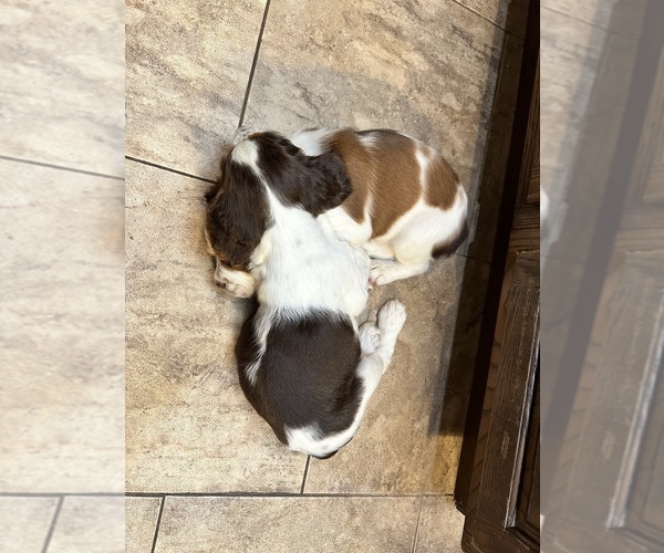 Medium Photo #14  Breeder Profile in CHATTANOOGA, TN, USA