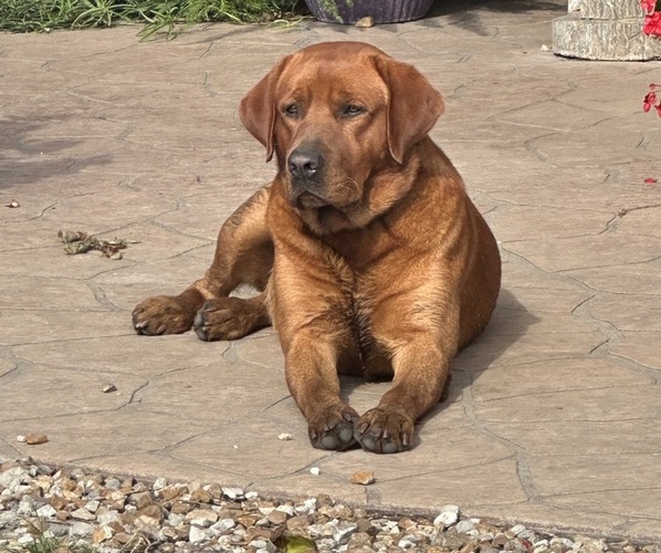 Medium Photo #7  Breeder Profile in HIAWATHA, KS, USA