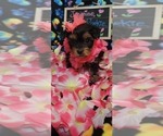 Small #221 Breeder Profile image