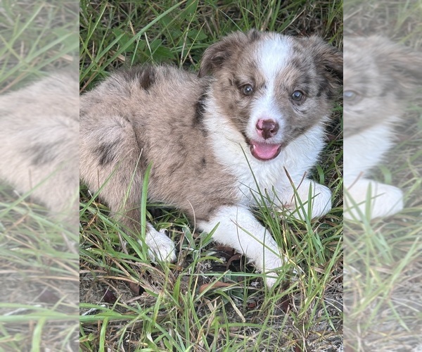 Medium Photo #3  Breeder Profile in BUSH, LA, USA
