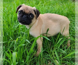 Pug Dog Breeder near LYNDON CENTER, VT, USA
