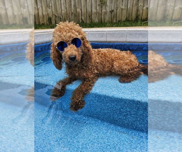 Medium Photo #1  Breeder Profile in FAYETTEVILLE, TN, USA