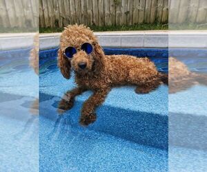 Poodle (Miniature) Dog Breeder near FAYETTEVILLE, TN, USA