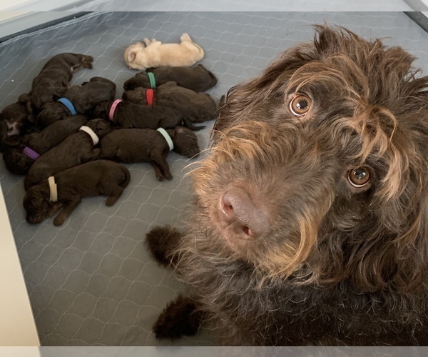 Medium Photo #8  Breeder Profile in LADY LAKE, FL, USA