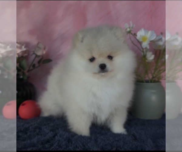 Medium Photo #10  Breeder Profile in KENNESAW, GA, USA