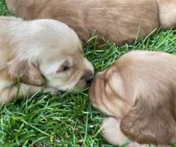 Medium Photo #1  Breeder Profile in MODESTO, CA, USA