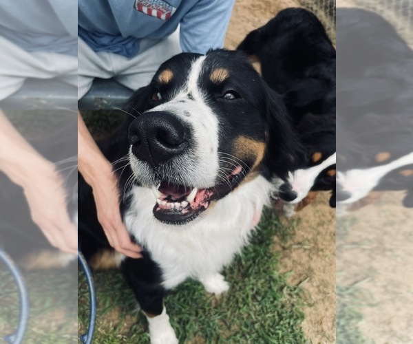 Medium Photo #2  Breeder Profile in DURANT, OK, USA