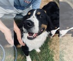 Small #1 Breeder Profile image