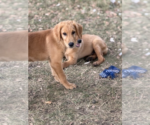 Medium Photo #16  Breeder Profile in FARMINGTON, MN, USA