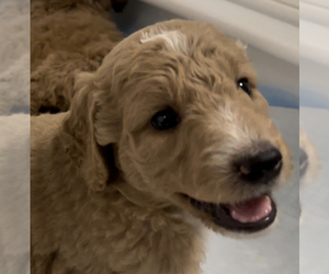 Goldendoodle-Poodle (Standard) Mix Dog Breeder in HONOLULU,  USA
