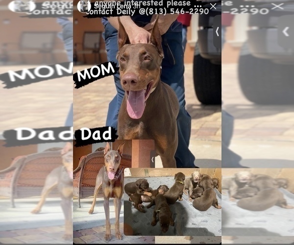 Medium Photo #5  Breeder Profile in CLAIR MEL, FL, USA