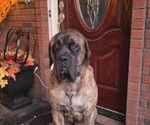 Small #1 Breeder Profile image