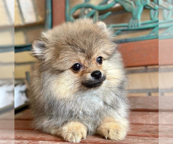 Medium Photo #1  Breeder Profile in DELTONA, FL, USA