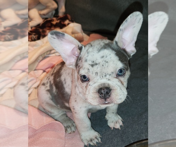 Medium Photo #6  Breeder Profile in BAKER CITY, OR, USA