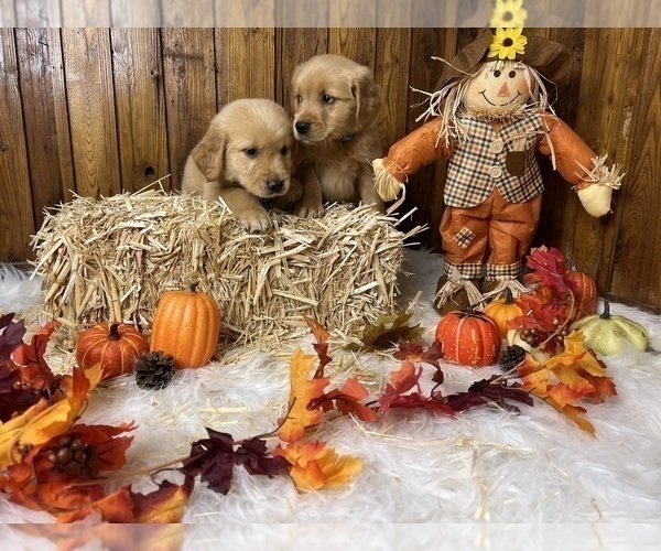 Medium Photo #19  Breeder Profile in NEOLA, WV, USA