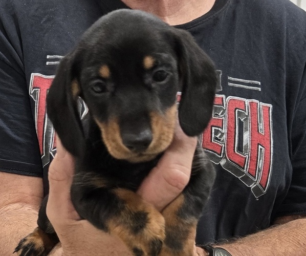 Medium Photo #5  Breeder Profile in HOUSTON, TX, USA