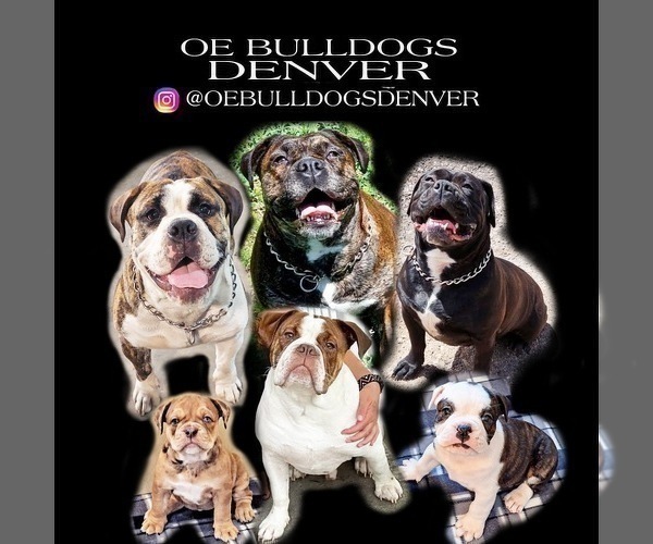 Medium Photo #1  Breeder Profile in DENVER, CO, USA