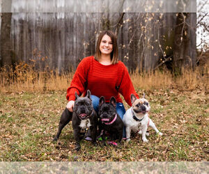 French Bulldog Dog Breeder near ALBERT CITY, IA, USA