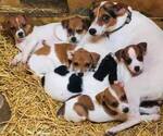 Small Photo #3  Breeder Profile in KINGSVILLE, MO, USA