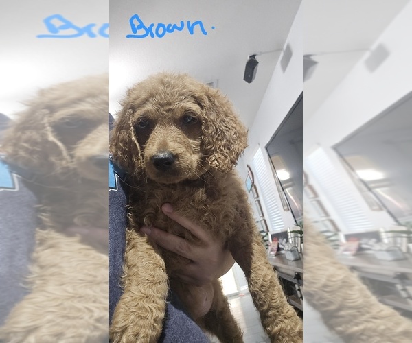Medium Photo #7  Breeder Profile in NORTH LAS VEGAS, NV, USA