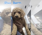 Small #6 Breeder Profile image