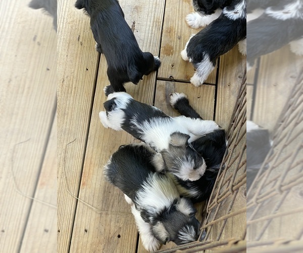 Medium Photo #4  Breeder Profile in WESTMINSTER, SC, USA