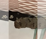 Small #1 Breeder Profile image