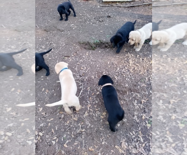 Medium Photo #2  Breeder Profile in IONE, CA, USA