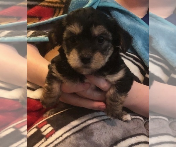 Medium Photo #37  Breeder Profile in SCOTTSDALE, AZ, USA