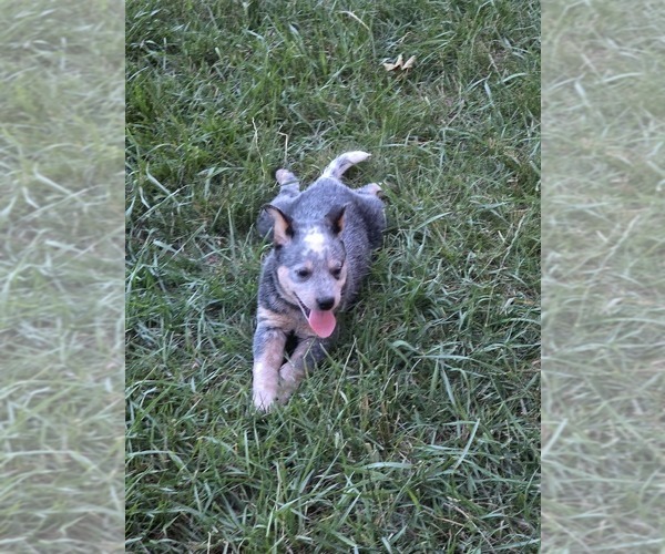 Medium Photo #7  Breeder Profile in HAWARDEN, IA, USA