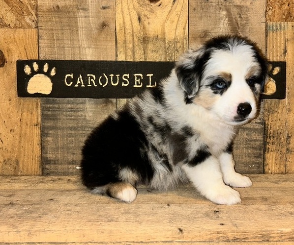 Medium Photo #1  Breeder Profile in BATSON, TX, USA