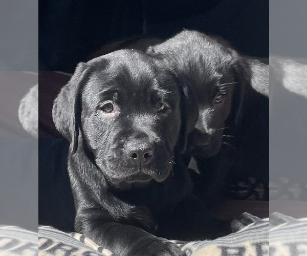 Medium Photo #2  Breeder Profile in PAUMA VALLEY, CA, USA