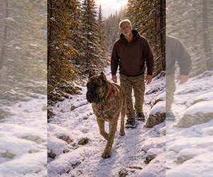 Presa Canario Dog Breeder near ANSON, ME, USA