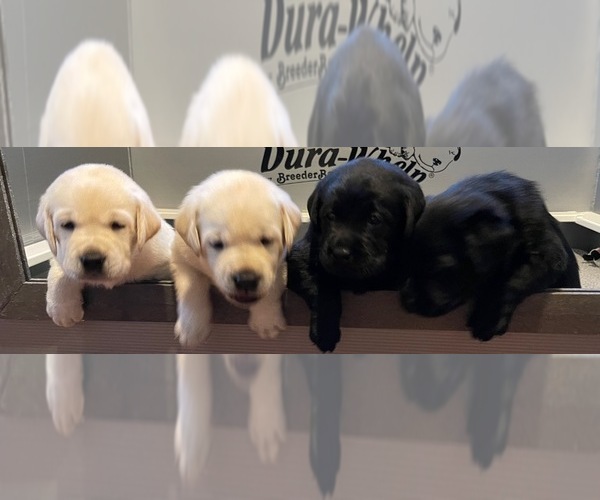 Medium Photo #1  Breeder Profile in MANTECA, CA, USA