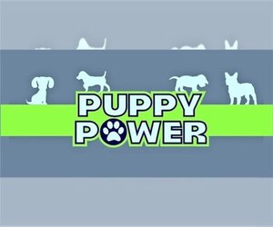 Chihuahua Dog Breeder near PORTSMOUTH, OH, USA