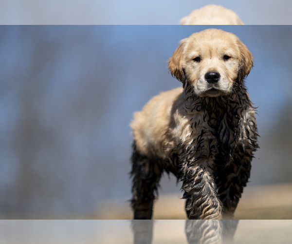 Medium Photo #12  Breeder Profile in ROWLEY, MA, USA