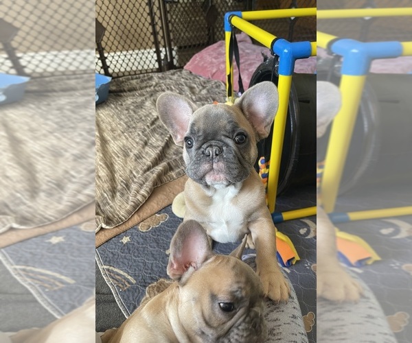 Medium Photo #17  Breeder Profile in PERRIS, CA, USA